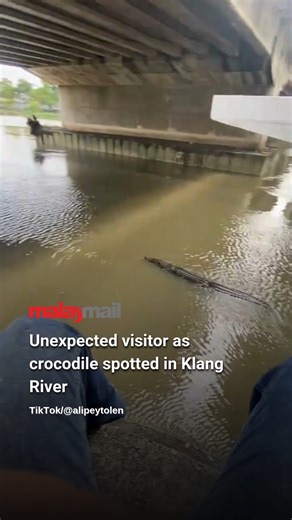 What started as a normal day of fishing turned into an unusual encounter as a crocodile passed by in the Klang River, definitely not something you see every day! | Malay Mail