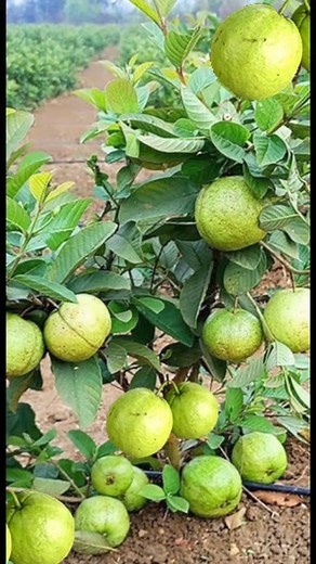 236K views · 2.1K reactions |  Thai pink guava യുടെ മുട്ടിട്ട ചെറിയ തൈകൾ ! #thaipink #guava #shorts | Shafeer | Facebook