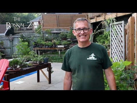 Michael's Backyard Bonsai Tour, The Bonsai Zone, July 2024