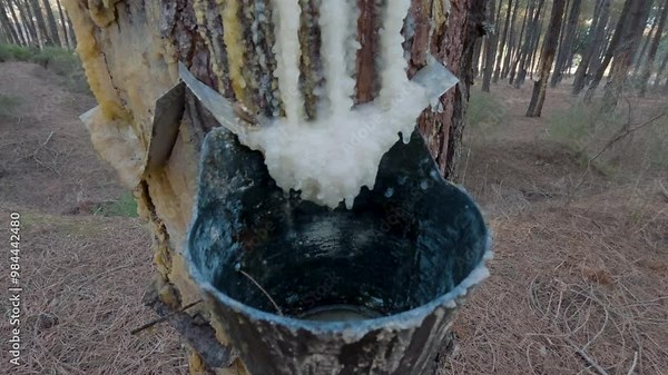 Resin extraction on a pine tree. 4k Video at 25 fps of an Ancient and Traditional Method of Extracting and Collecting Pine Resin for Use as Raw Material.