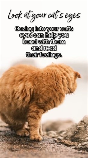 3.9K views |  How to communicate with your cat! ‍⬛ Get our Feline Behaviour and Psychology Diploma Course for just £29 with code TIKTOK29  https://www.centreofexcellence.com/shop/feline-behaviour-and-psychology-diploma-course/ #cats #catbehaviour #catsoftiktok #catpsychology #pet | Centre of Excellence | Facebook