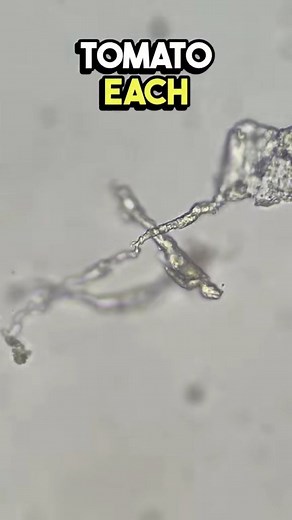 9K views · 160 reactions | Microplastics are everywhere  #microscope #science #microplastics | Justice Dodson Microscopy | Facebook