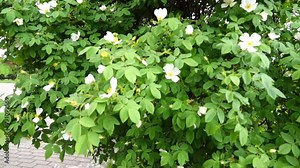 Rosa canina, commonly known as dog rose, is variable climbing, wild rose species native to Europe, northwest Africa, and western Asia.