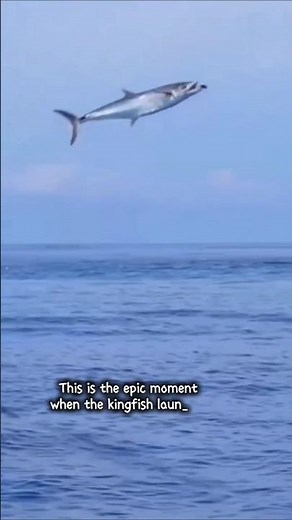 Epic Kingfish Jump Caught on Camera! You Won't Believe This! #kingfish #bigfish #shorts