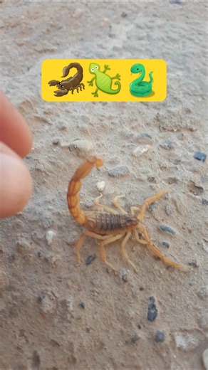 Did You Know? This Yellow Scorpion Is One of the Most Dangerous in the World!