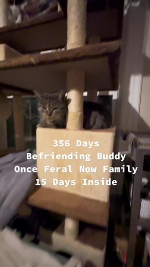 Discover Life with a Striped Tabby Cat