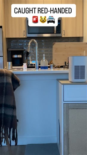 Boonie | Justice for Boonie!!! He will return to that counter very soon 😼 #JusticeForBoonie #cat #catlife #catlovers #cats_of_instagram | Instagram