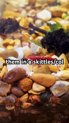 Culling shrimp?! 🦐 💀 #new #neocaridinashrimp #aquarium #trending #fishtank