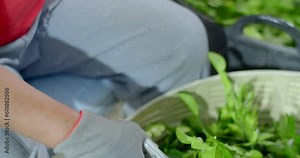 The process of cutting kaffir lime leaves to sort out bad leaves.Kaffir lime leaves being Cut by a seller.Cut kaffir lime leaves from the tree.(high angle)