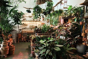 5 Garden Centers and Plant Shops to Visit in Westchester