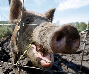 Hog wild: Ohio lawmakers want new restrictions to curb state’s feral swine