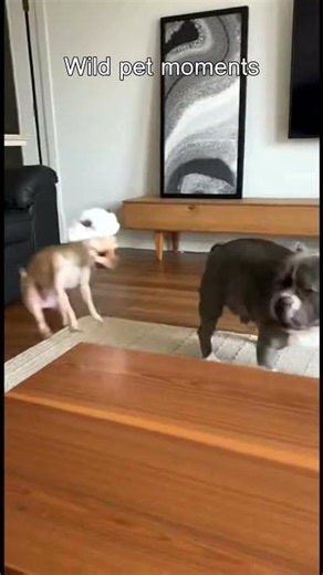 Chihuahua In JUDGE WIG + "Order In The Court!" 🔨😂 #WildPetMoments #funnydogvideo