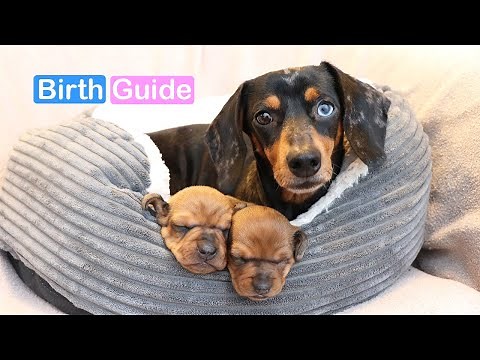 🤰🐶 Dog BIRTH | How to DELIVER PUPPIES