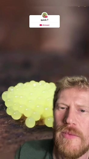 I’ve seen this incredible slime mold time lapse video making the rounds on social media, so I decided to duet it (please let me know who filmed the original video so I can tag them). This is #ChocolateTubeSlimeMold or #Stemonitis going from it’s nascent egg-like stage into elongated yellowish tubes that quickly turn into brown powdery columns. These are the spore bearing sporangia of this slime mold. Despite going from egg to mature slime mold in as little as 24 hours, these spore laden chocolat