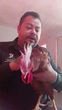 mi gallo les agradece todas las atenciones y cariño para nosotros @YouTube y facebook roca Blanco