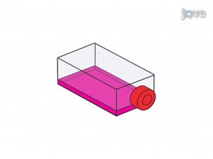 Optimized Transfection Strategy for Expression and Electrophysiological Recording of Recombinant Voltage-Gated Ion Channels in HEK-293T Cells