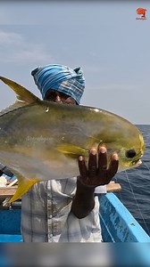 Pompano Fish Caught Using Live Prawn Baits #fishing #fishingvideos #fishingtime | Neerulagam