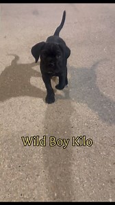 53K views · 2K reactions | Meet my official camping partner wild boy Kilo #SayHi #canecorso #camping #wildboykilo #wildboyril #forest #bushcraft | WILD BOY RiL | Facebook
