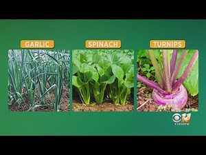 Gardening 101: What else can you plant in your garden for fall?