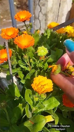 Calendulaपर पाएँ ढेरों फूल सेक्रेट टिप्स करके 🤩 #tarrecegarden #beautifulplant #youtubeshort #viral