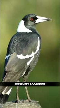 Swooping Season Australia’s Most Feared Bird! #nature #nature #magpies #birds #travelsafety