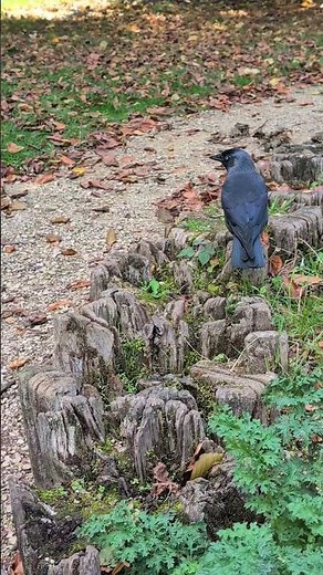 Jackdaw on a stump. #birds #jackdaw #nature