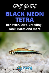 Black Neon Tetra - 9 Things You Need To Know About This Fish 2026