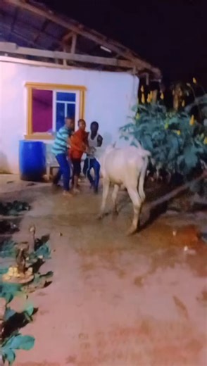 very stubborn cow. | Ada mmirieme