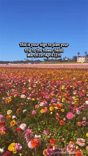 SoCal Reminder‼️ The Flower Fields are officially open! 🌸🌼🌷🌻🌺💐 One of the best best hidden gems tucked away in the Carlsbad hill tops!.. Flower field season starts March 1st to April 12!! ✨ If you’ve never been, it’s worth a visit! 🌸🌺🌷🌻🌼🪻🌹 Experience a dinner in the flower fields, wine tasting, or floral arranging. 💕 only 2 hrs from LA and 1.5 hrs from OC #sandiego #sandiegohiddengems #thingstodoinsandiego #hiddengems #carlsbad carlsbadflowerfields superbloom flowerfields californi