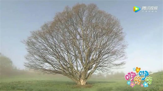 咿呀咿呀：枫树之歌 （附日文原版：カエデの木のうた）