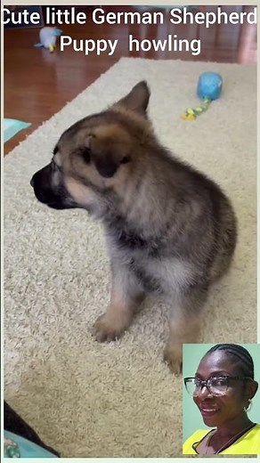 Cute German Shepherd Puppy Howling #germanshepherd #cutepuppy #alphapulsepets