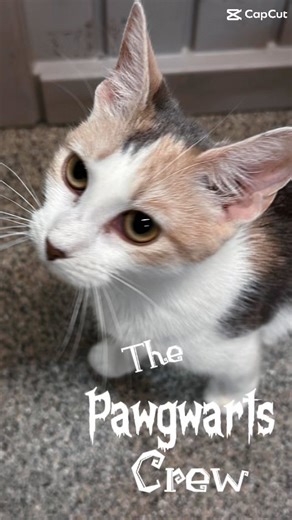 3.6K views · 29 reactions | The Pawgwarts Crew has arrived, ready to cast their love spell on you! Meet our magical students of fluff — Harry, Lily, Ron, Draco, Amelia, and Hagrid — all waiting to be adopted into their forever homes. Adopt them during our Clear the Shelters promotion and bring home a little magic today! | Lee County Domestic Animal Services | Facebook