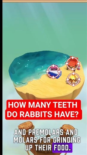 How many teeth does a rabbit have?