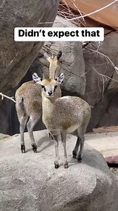 51K views · 276 reactions | Such a weird animal | Simple Stories | Facebook