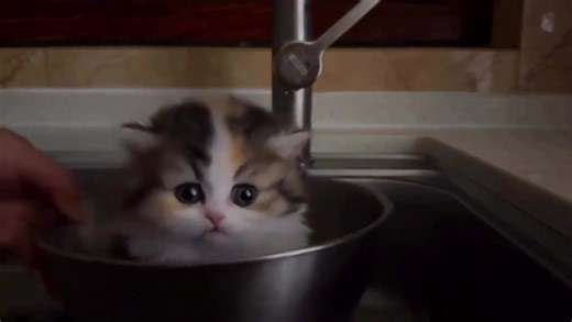 Cute ahh dog (song: ilyTOMMY - cravin you) *unreleased* #ilytommy #hoodtrap #catsoftiktok #dreamgirl #tiktok