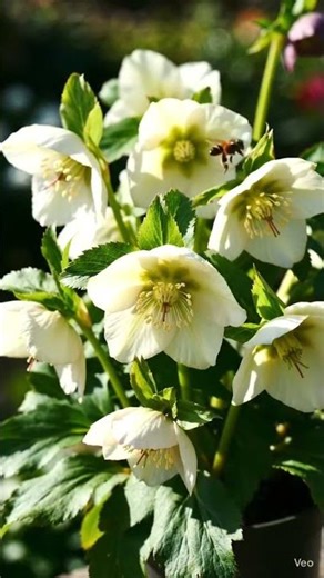The Hellebore Flower Is Called the “Christmas Rose” 🎄🌸