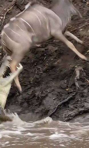 Wildebeest vs Croc