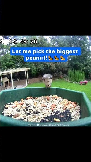 Tufted Titmouse: Let me pick the biggest peanut!🥜🥜🥜 #Titto #Smartbirdfeeder #Birds