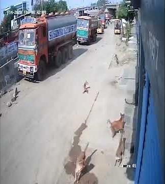 Man vs Wild: Leopard attacks man and dog attacks leopard in Hyderabad | Oneindia News