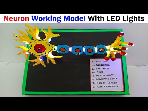 neuron working model(3d) with lights for science project exhibition - diy - biology | craftpiller