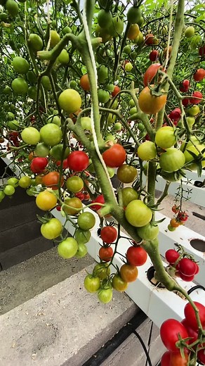✅ Production De Tomates Cerises 🍅 Roquette 🍀 Et Basilic 🌿 Dans Notre Système LFU 🇹🇳💚 #lafermeurbaine #viralreelsシ #viralreelschallenge #foryoupageシ #foryouシ #viralvideochallenge #tik_tok #viral #agriculture #tiktokviral #tik #t #agritech