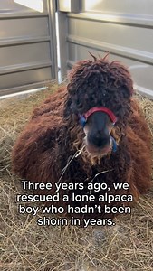 5.3K views · 204 reactions | It’s been three years with Augustus...