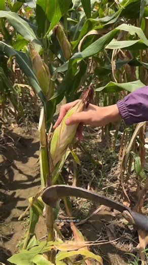 Cutting of SweetCorn🌽😱 #fruit #satisfying #enjoyrurallife #farming #sweetcorn#cuttingskills#nature