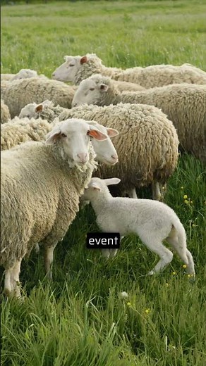 Agrivoltaics is changing farming forever 🌱⚡ Solar panels + crops = the future.