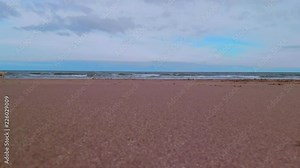 Video taken at ground level of Miniature Golden Labradoodle walking in and out of shot on a sandy beach with waves lapping in background