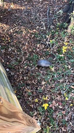 What’s that? | Freedom Fusion System | Facebook