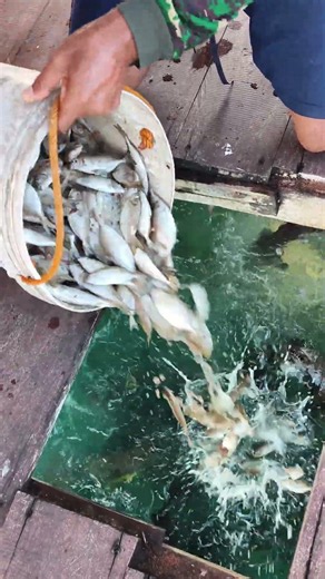 Ikan kerapu cantik 🐋🐋🐋