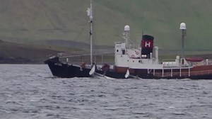 Iceland permits whaling amid animal welfare criticism