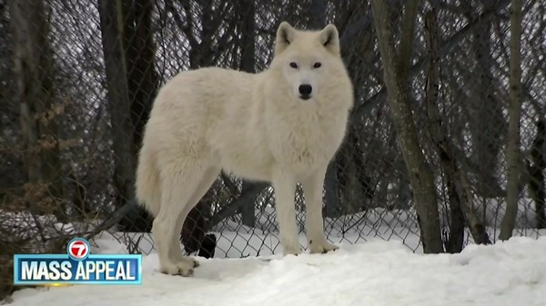 Mass Appeal: Wolf Hollow in Ipswich - Boston News, Weather, Sports | WHDH 7News