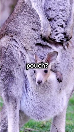 The Secret Life of Baby Kangaroos in Mom’s Pouch 🦘